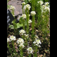 Arabis Stelleri var. Japonica (fam. Cruciferes) (1)